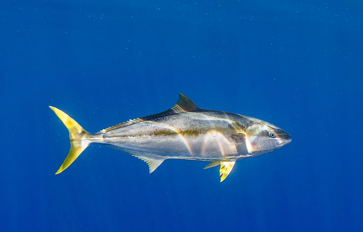 yellowfin-sportfishing san diego
